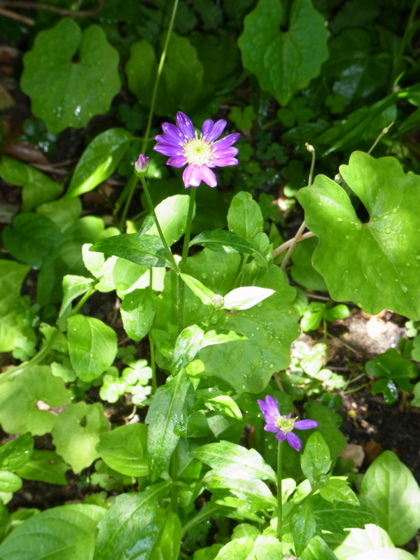 f:id:cagiva6611:20120427110117j:image
