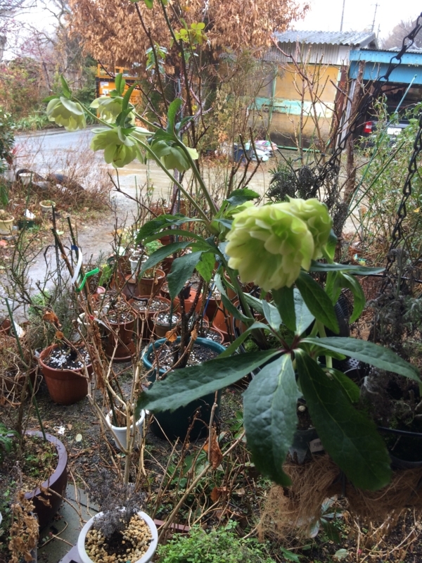 f:id:cagiva6611:20180219113037j:image