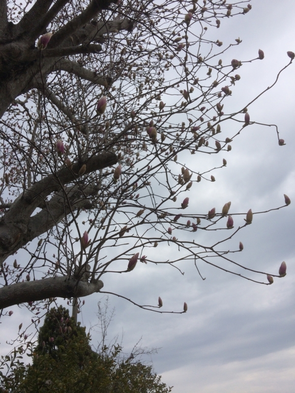 f:id:cagiva6611:20180315095215j:image