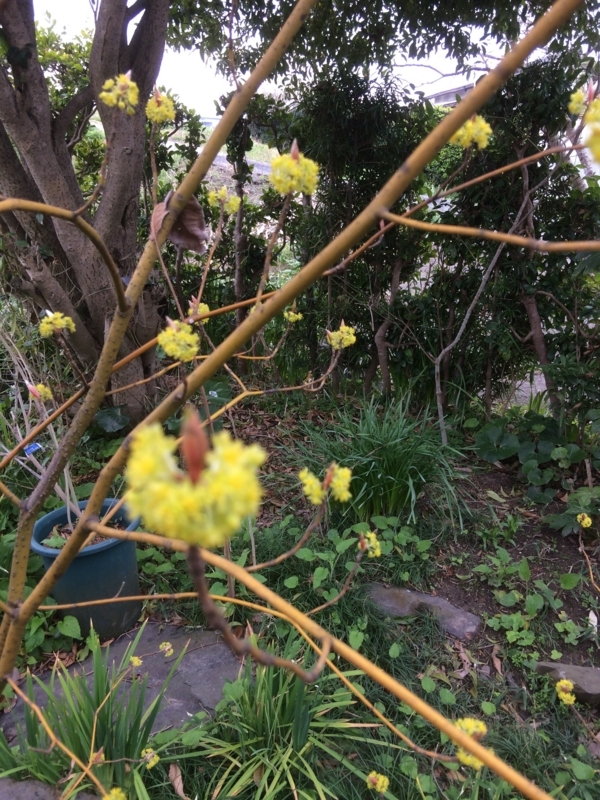 f:id:cagiva6611:20180315095341j:image