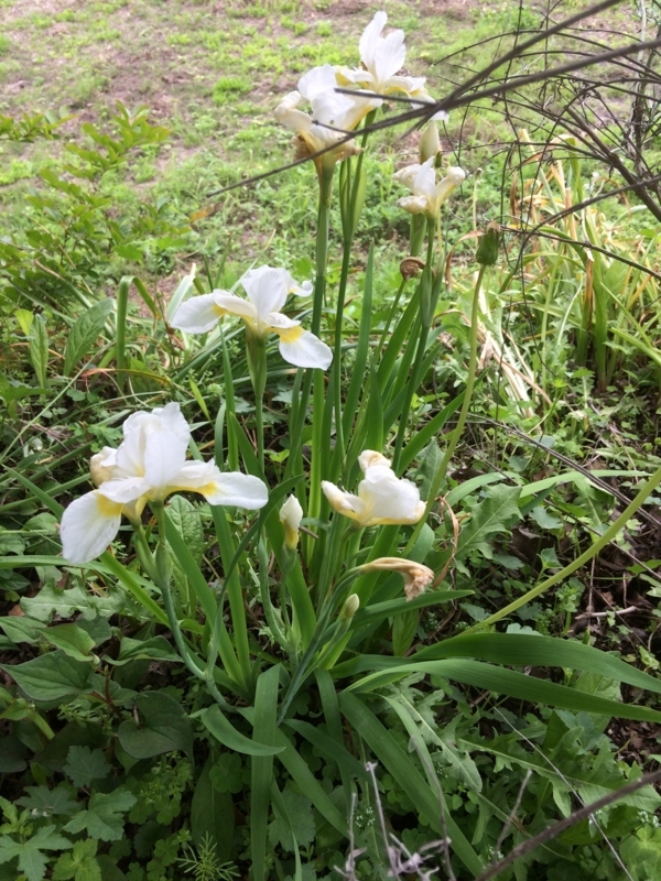 f:id:cagiva6611:20180430095422j:image