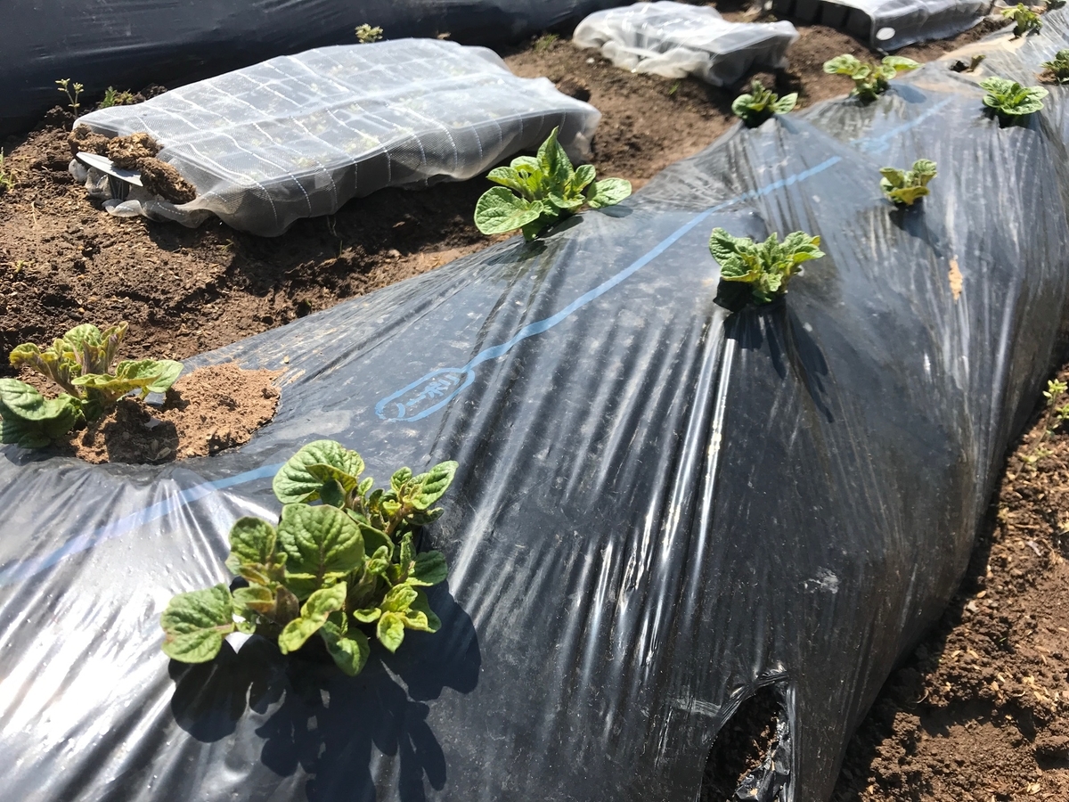 f:id:caicon:20200502202624j:plain