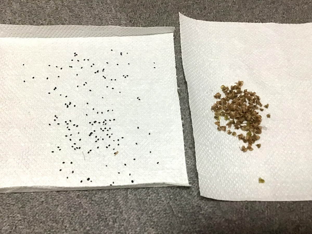 初収穫 バジルの種取りはシンプルで簡単にできます ハーブ育成日記 アルの備忘録