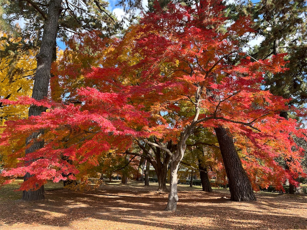 f:id:cairn3783:20241226081256j:image f:id:cairn3783:20241226081256j:image