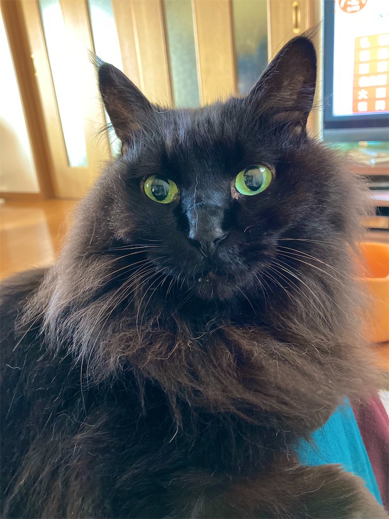 f:id:caitsith69:20250607140746j:image