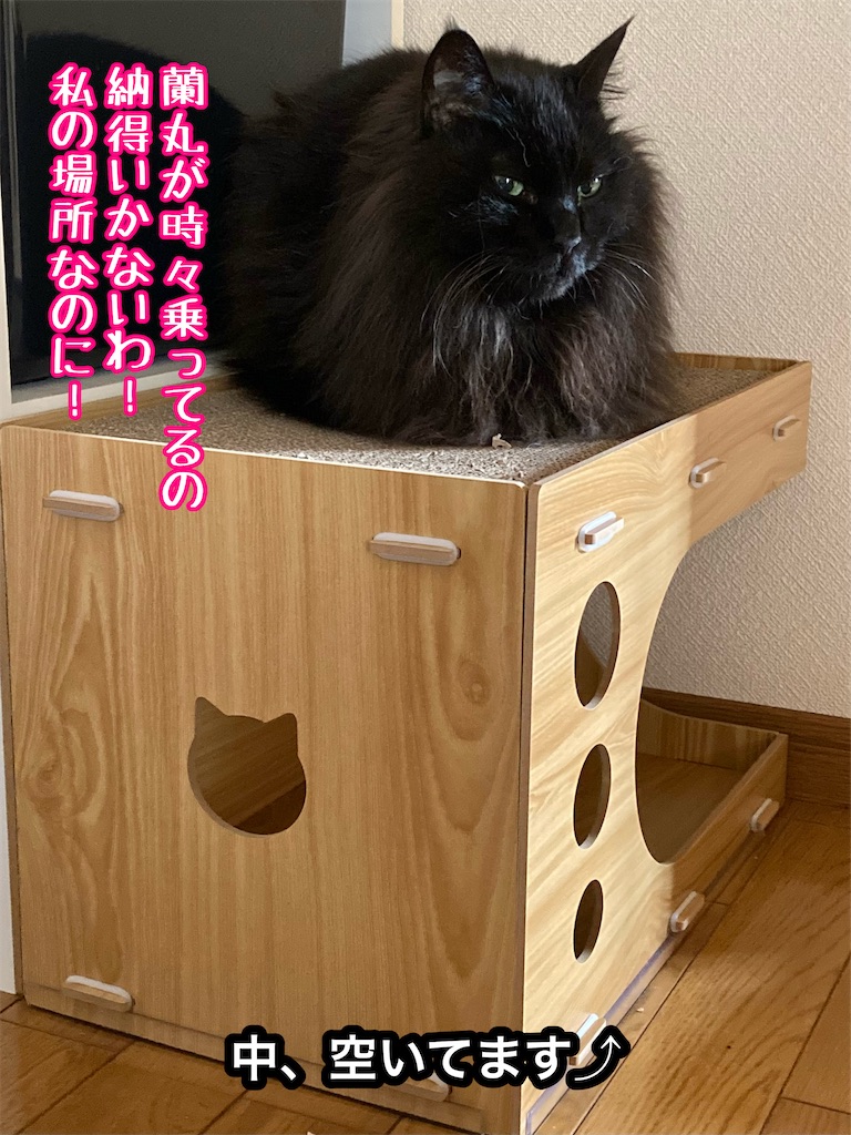f:id:caitsith69:20250608101223j:image