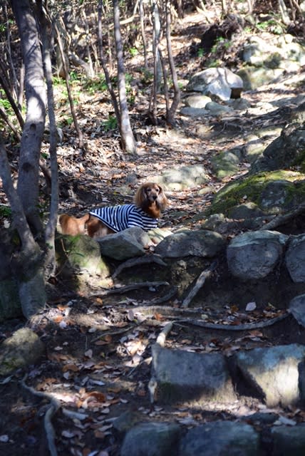犬連れハイキング(感状山城跡) - フォトダイアリー(愛犬りりぃと小さな幸せ)