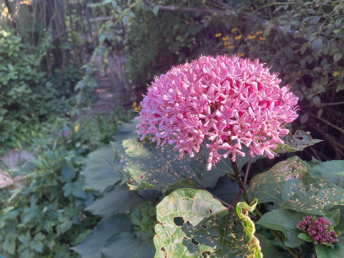 庭の植物③ ボタンクサギ - Calabroneの忘備録