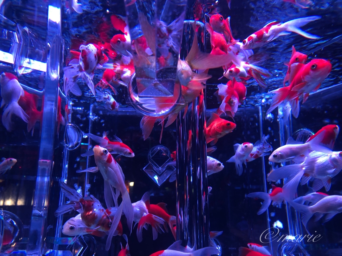 f:id:calamarie:20190912225847j:plain f:id:calamarie:20190912225847j:plain