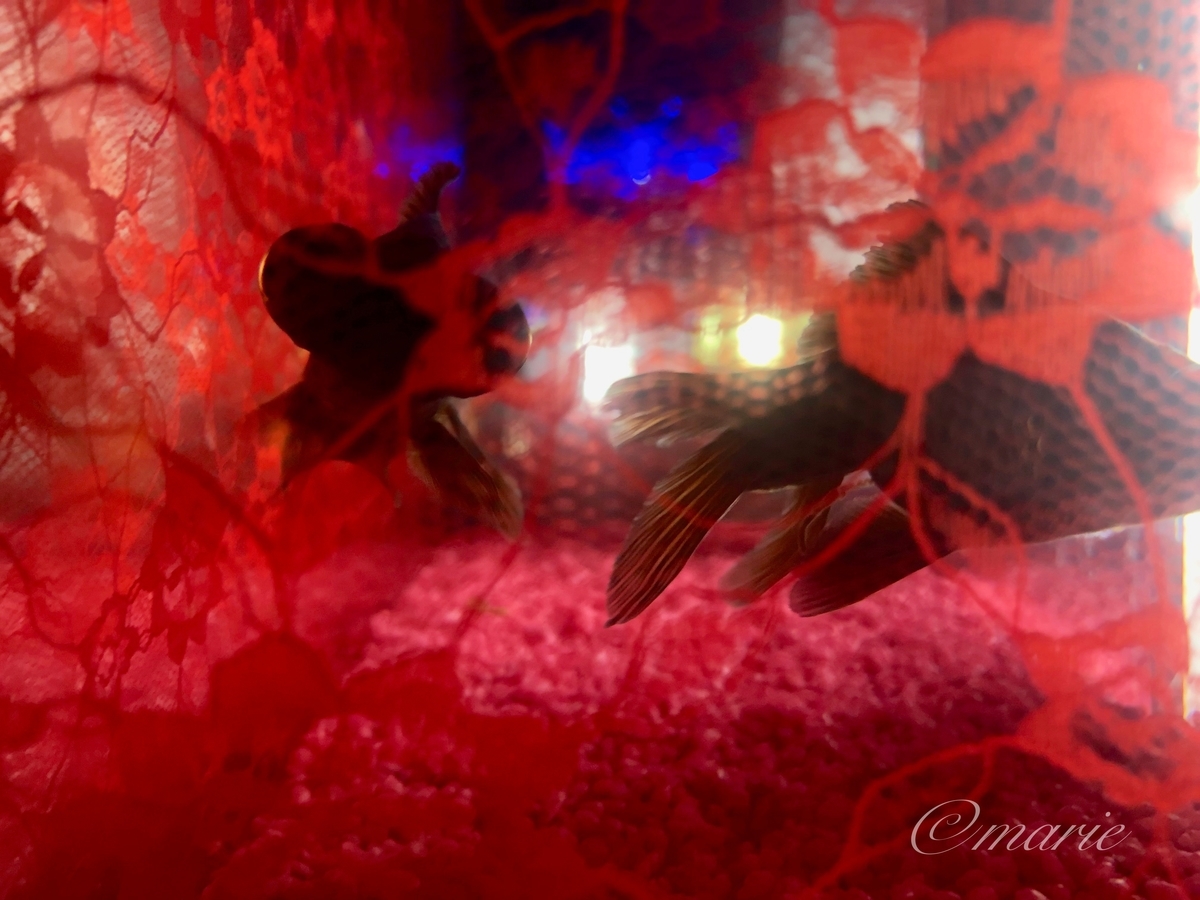 f:id:calamarie:20190912225856j:plain f:id:calamarie:20190912225856j:plain