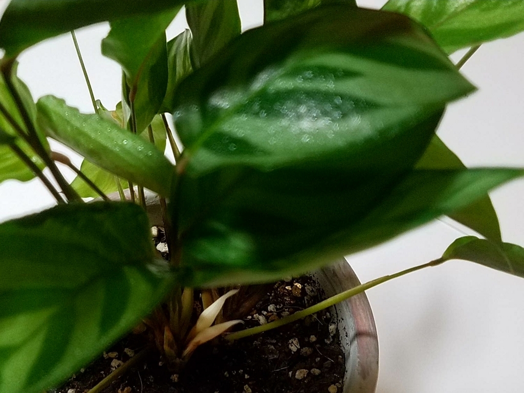 カラテアにつぼみ カラテア