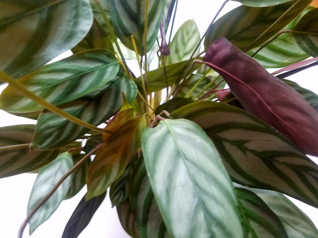 f:id:calathea:20180517234805j:plain f:id:calathea:20180517234805j:plain