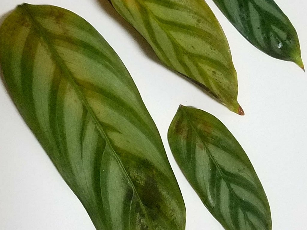 f:id:calathea:20180517234947j:plain f:id:calathea:20180517234947j:plain
