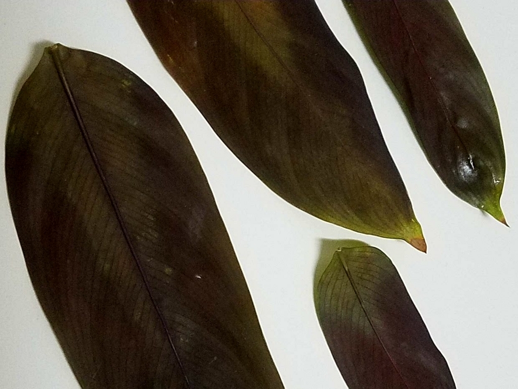 f:id:calathea:20180517235031j:plain f:id:calathea:20180517235031j:plain