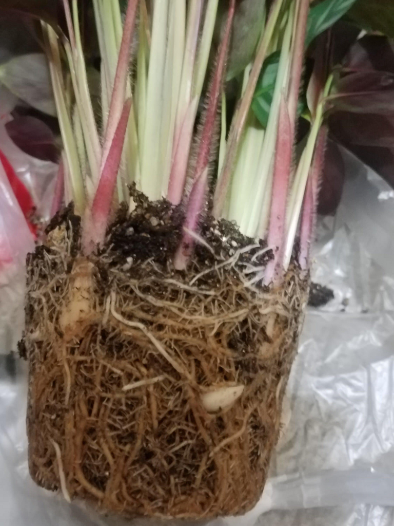 f:id:calathea:20180517235130j:plain f:id:calathea:20180517235130j:plain