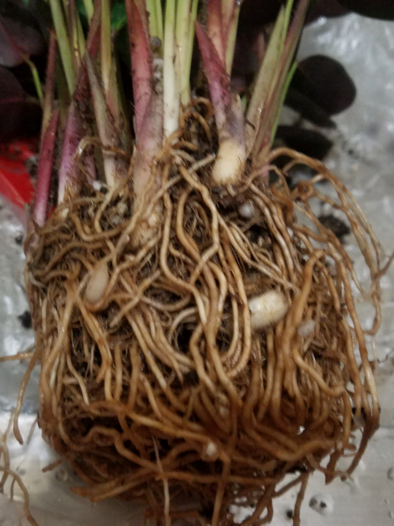 f:id:calathea:20180517235242j:plain f:id:calathea:20180517235242j:plain