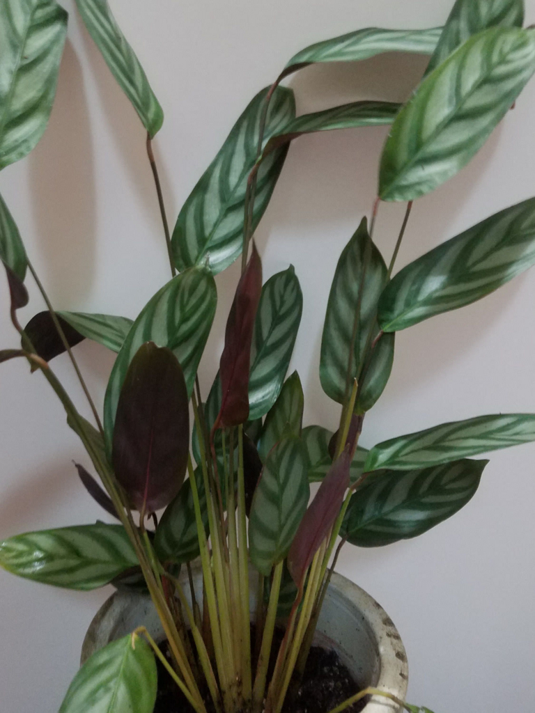 f:id:calathea:20180517235549j:plain f:id:calathea:20180517235549j:plain