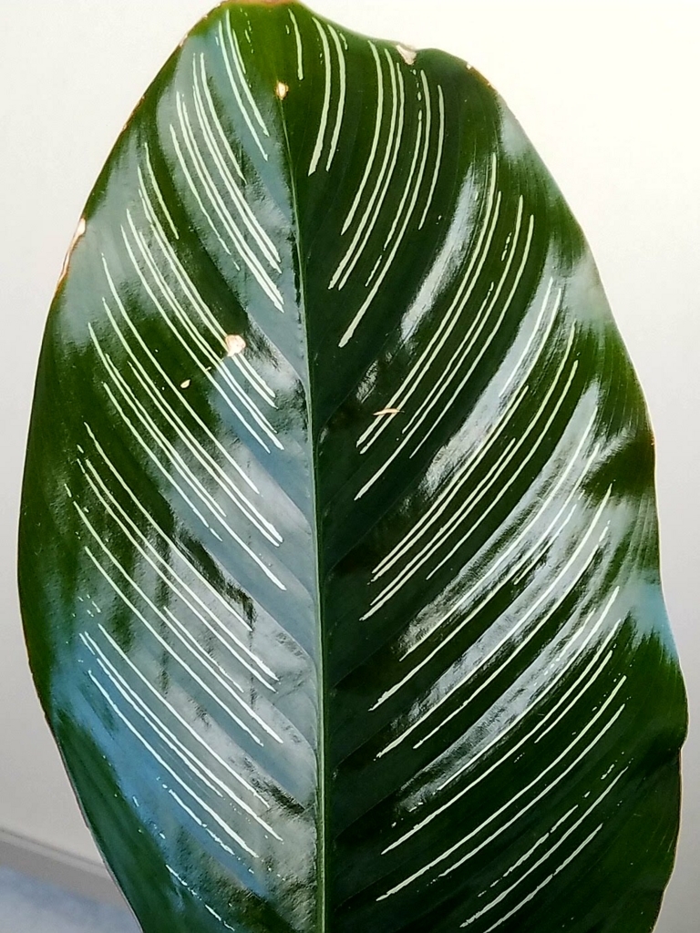 カラテア サンデリアーナ７ カラテア