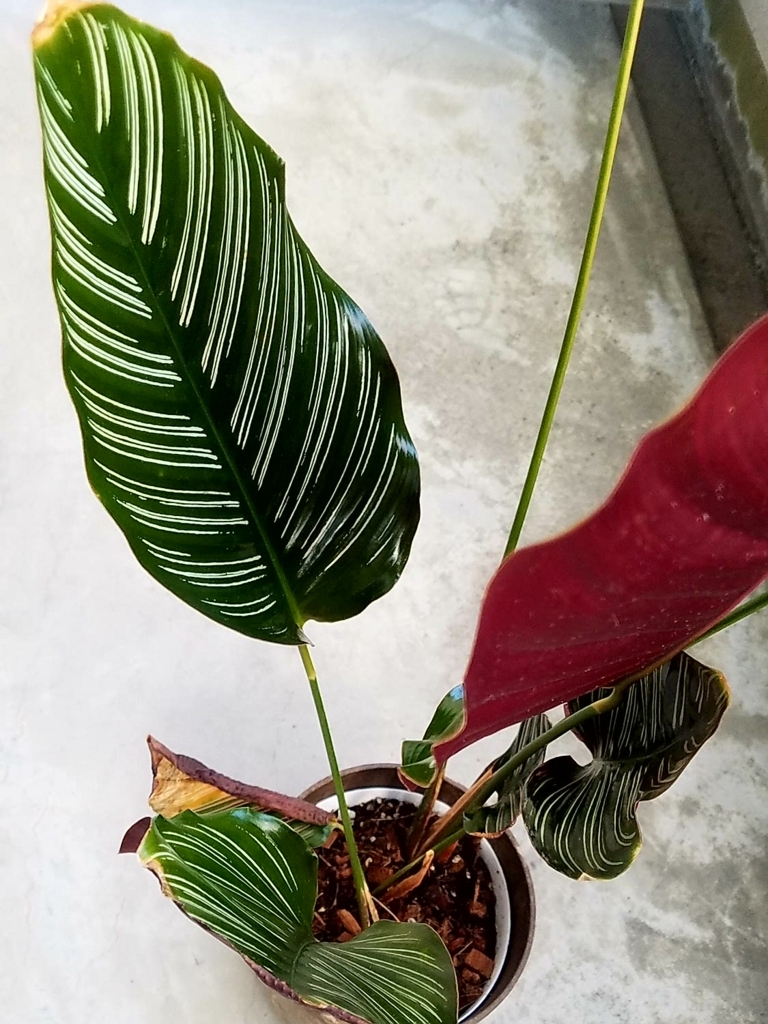 f:id:calathea:20180520203612j:plain