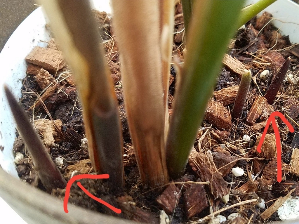 カラテア サンデリアーナ７ カラテア