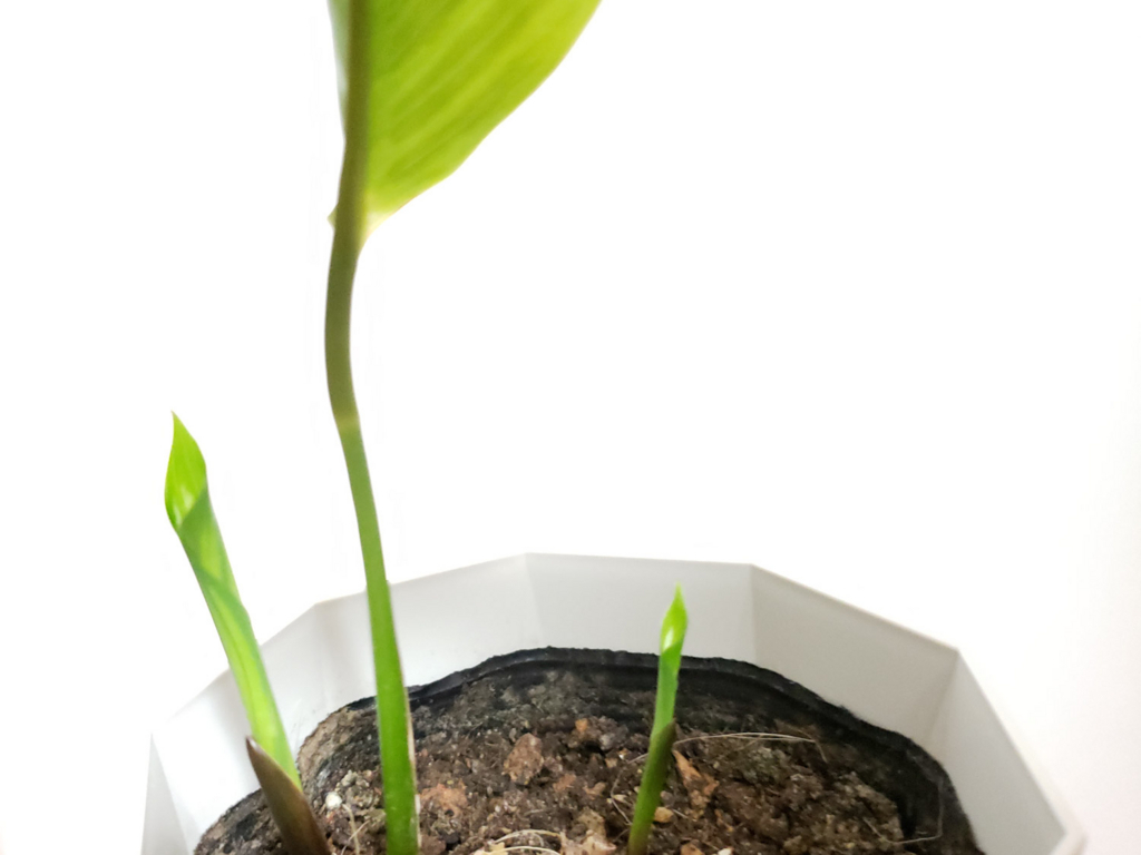 f:id:calathea:20180525212836j:plain