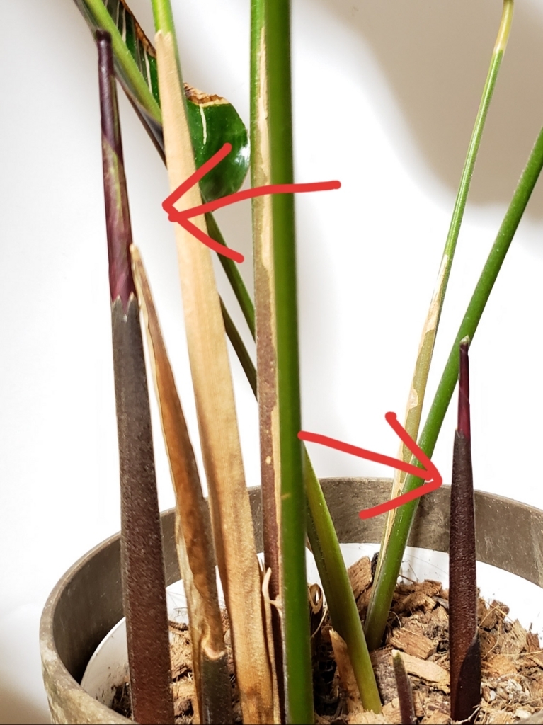 f:id:calathea:20180526204415j:plain