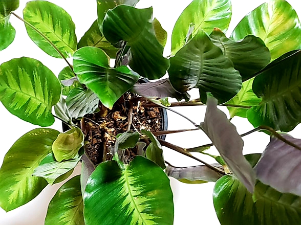 f:id:calathea:20180528225818j:plain