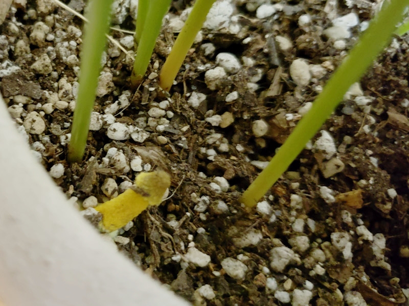 f:id:calathea:20180626213303j:plain f:id:calathea:20180626213303j:plain