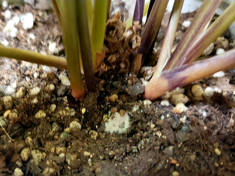 f:id:calathea:20180626214750j:plain f:id:calathea:20180626214750j:plain