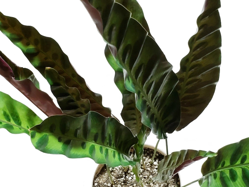 f:id:calathea:20180626230705j:plain f:id:calathea:20180626230705j:plain