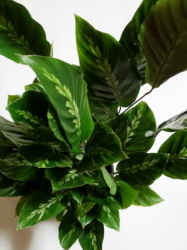 f:id:calathea:20180626230743j:plain f:id:calathea:20180626230743j:plain