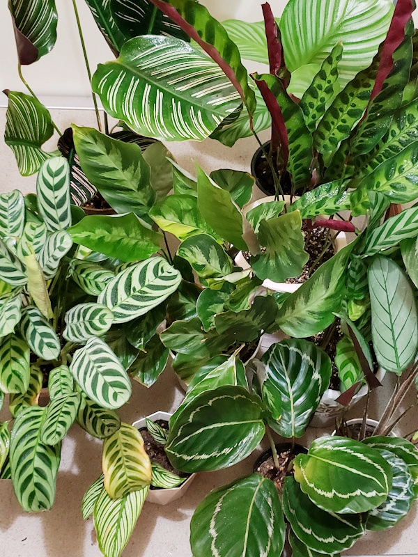 f:id:calathea:20180730231103j:plain