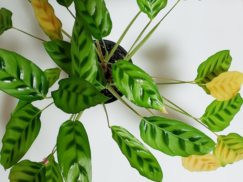 f:id:calathea:20180730234249j:plain