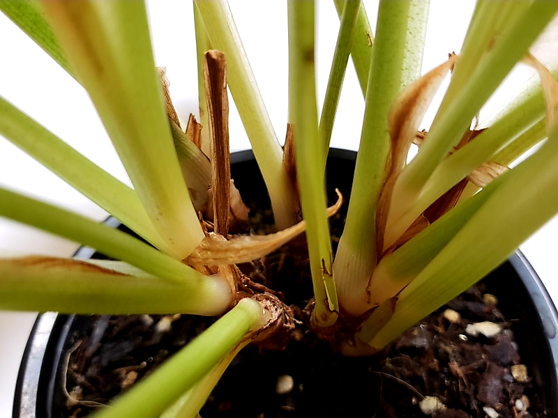 f:id:calathea:20180730235206j:plain