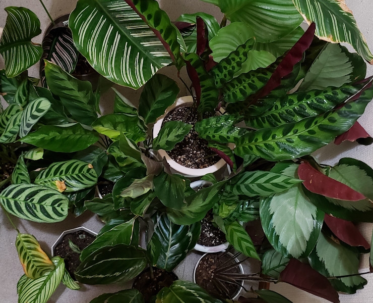 f:id:calathea:20180731004052j:plain