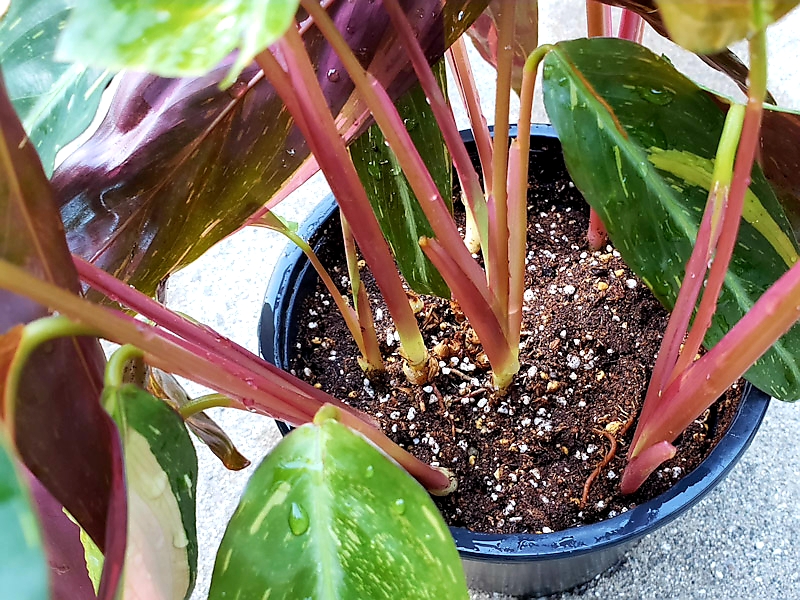 f:id:calathea:20180827230209j:plain f:id:calathea:20180827230209j:plain