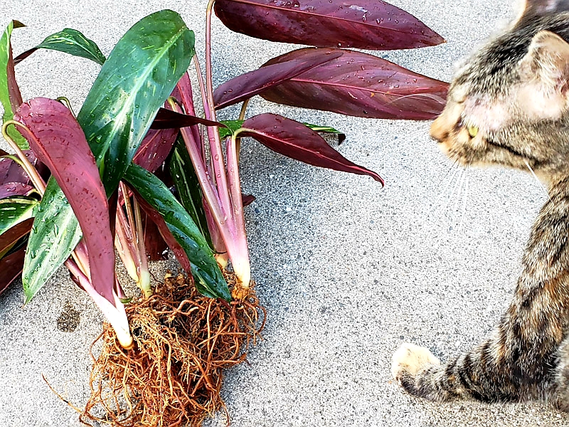 f:id:calathea:20180827230327j:plain f:id:calathea:20180827230327j:plain