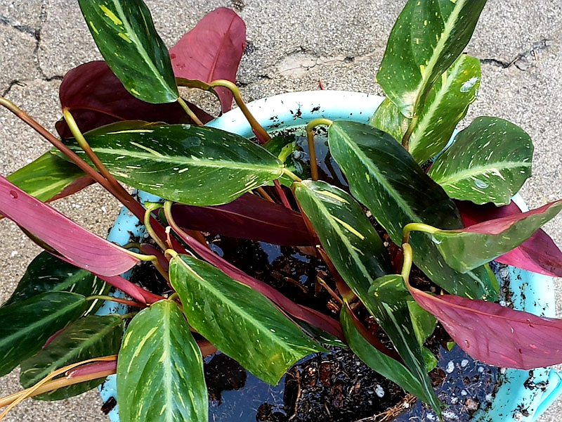 f:id:calathea:20180827230436j:plain f:id:calathea:20180827230436j:plain