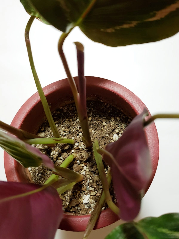 f:id:calathea:20180925224835j:plain