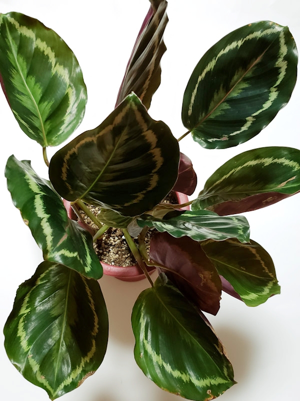 f:id:calathea:20180925224907j:plain