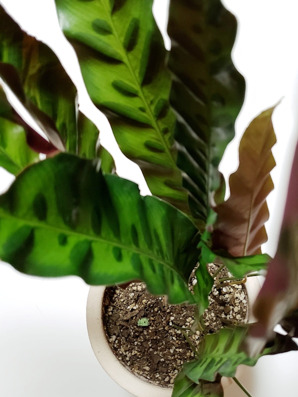 f:id:calathea:20180925225005j:plain
