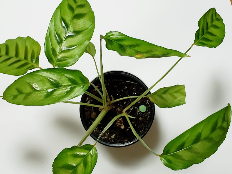 f:id:calathea:20180925225049j:plain