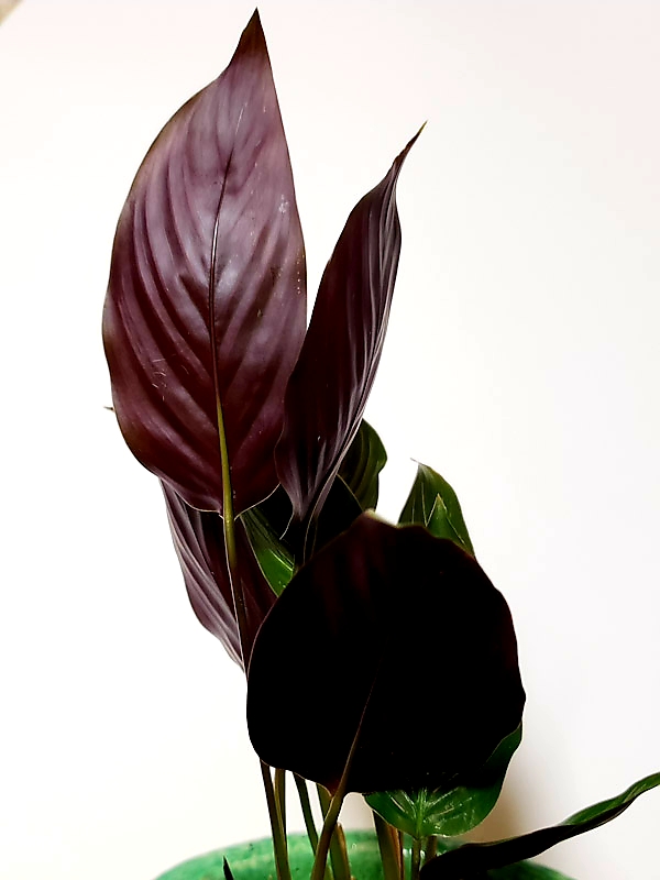f:id:calathea:20181213223839j:plain