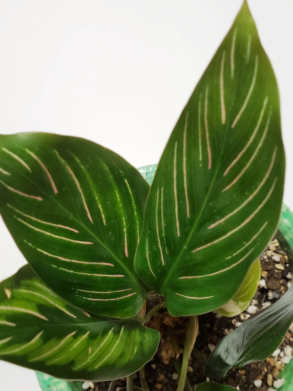 f:id:calathea:20181213223909j:plain