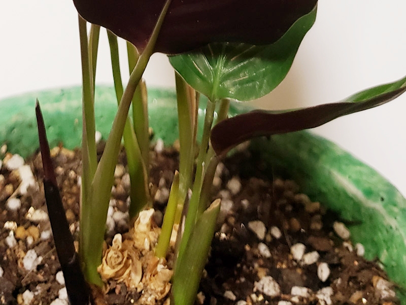 f:id:calathea:20181213223920j:plain