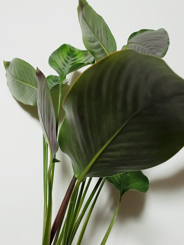 f:id:calathea:20181213223945j:plain