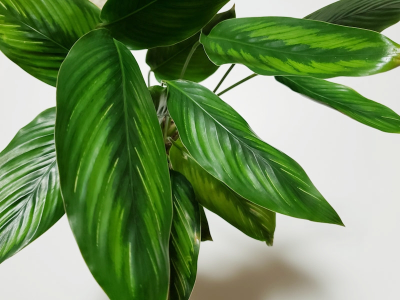 f:id:calathea:20181213224005j:plain