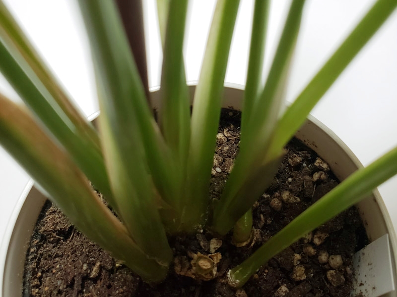 f:id:calathea:20181213224017j:plain