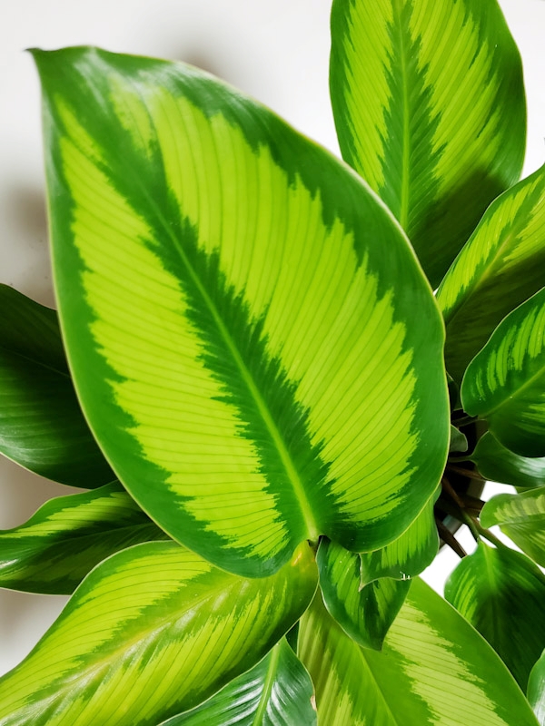 f:id:calathea:20181213224026j:plain