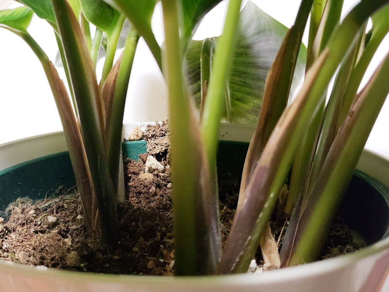 f:id:calathea:20181213224034j:plain